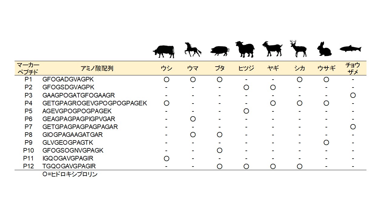膠の由来動物種判定用のⅠ型コラーゲン由来マーカーペプチドと、その検出パターン